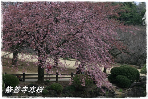 修善寺寒桜2