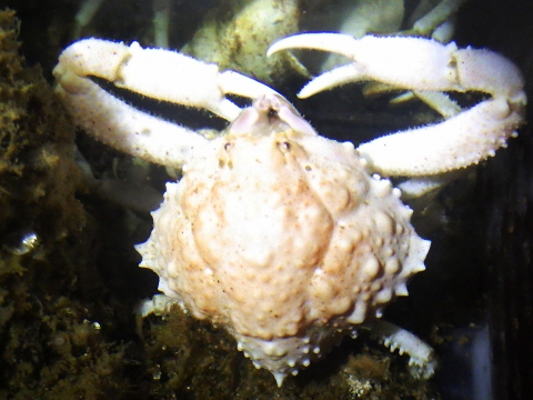 ケンナシコブシ（Urashima pustuloides）4　深海性カニ　熊野灘　水深350m
