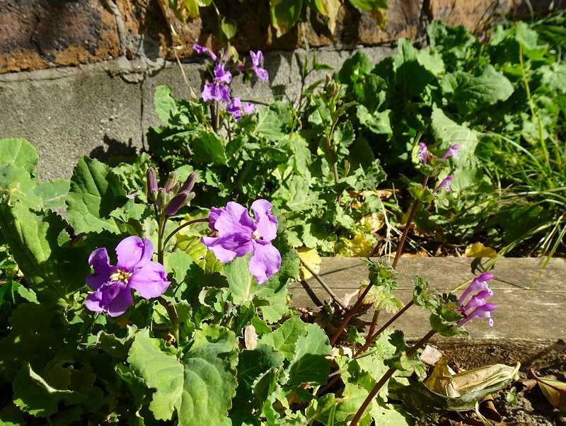 21ページ目の 今咲いている花 Gazengamaのブログ 散歩中に出合った花と趣味の陶芸作品 楽天ブログ
