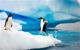 Happy-Antarctic-penguins-on-ice_s.jpg