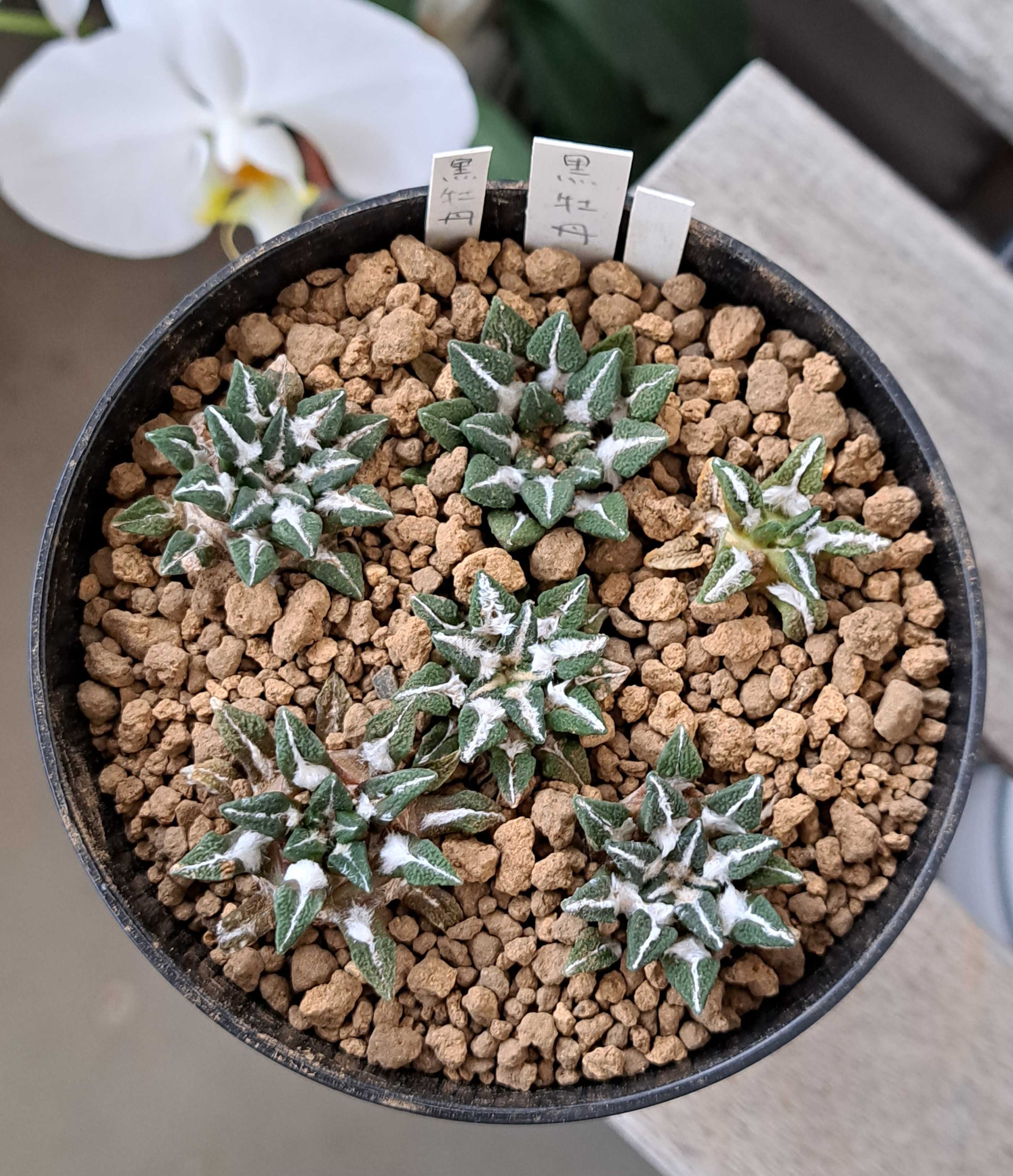 【サボテン】黒牡丹 アリオカルプス実生 多肉植物 黒牡丹 サボテン・多肉 アリオカルプス 黒牡丹 国内実生 サボテン