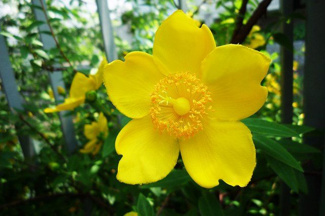 ヒペリカム ヒデコート 学名 Hypericum Patulum Cv Hidcote 別名 セイヨウキンシバイ オトギリソウ科 オトギリソウ ヒペリカム 属 なんでもあり工房 のブログ 楽天ブログ