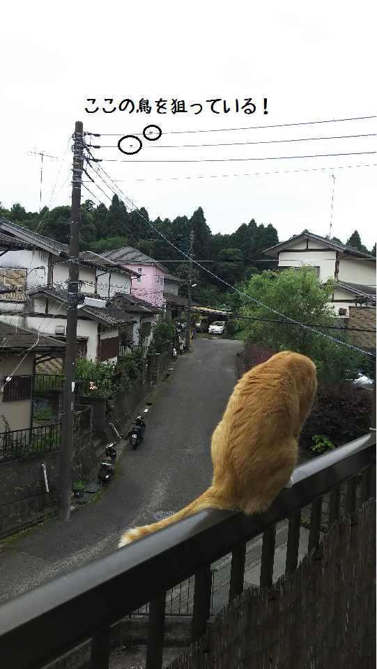 アン