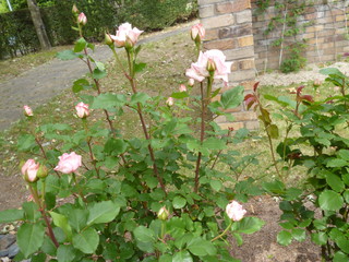 P1190062.jpg