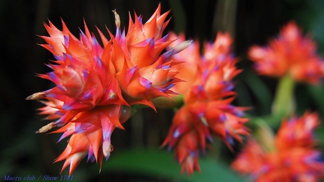 ジャカランダ ミモシフォリア:手入れと特徴 - ジャカランダ ミモシフォリアの特徴