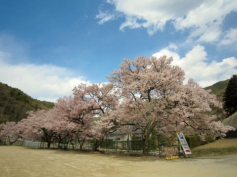 高遠桜4.JPG