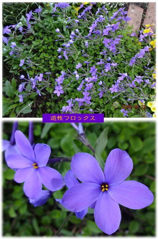紫が美しいフロックス 寄せ植え三題 花たちの様子 私の散歩道 小さな花宇宙 そして それから 老いふたりの小宇宙 楽天ブログ