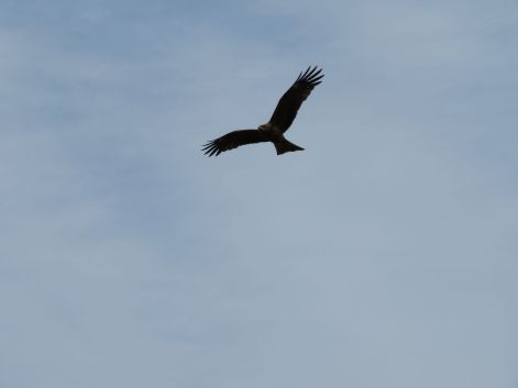 IMG_0655.JPG