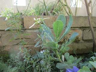IMG_6169ss.jpg