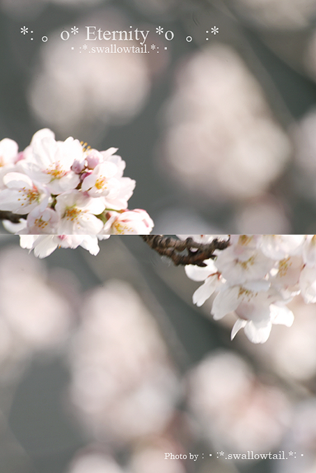 Photo by swallowtail　D.jpg