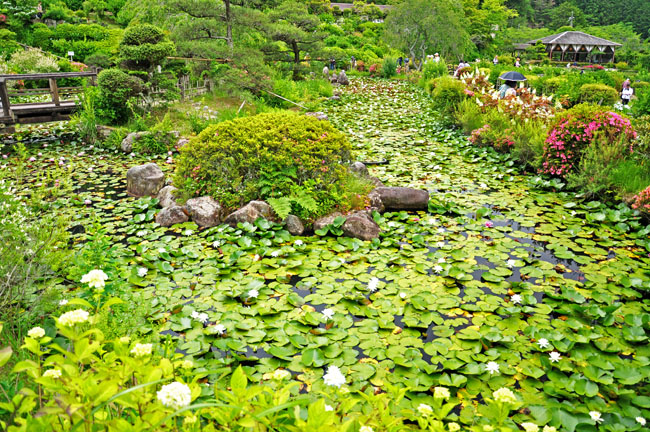 花１