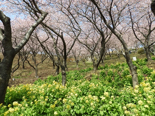 まつだ桜まつり