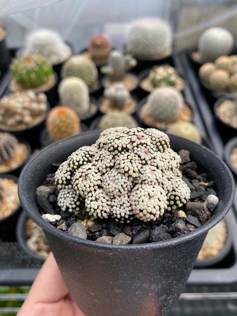 ルエッティにやきやきもきもき | わたしとサボテンの日々 - 楽天ブログ