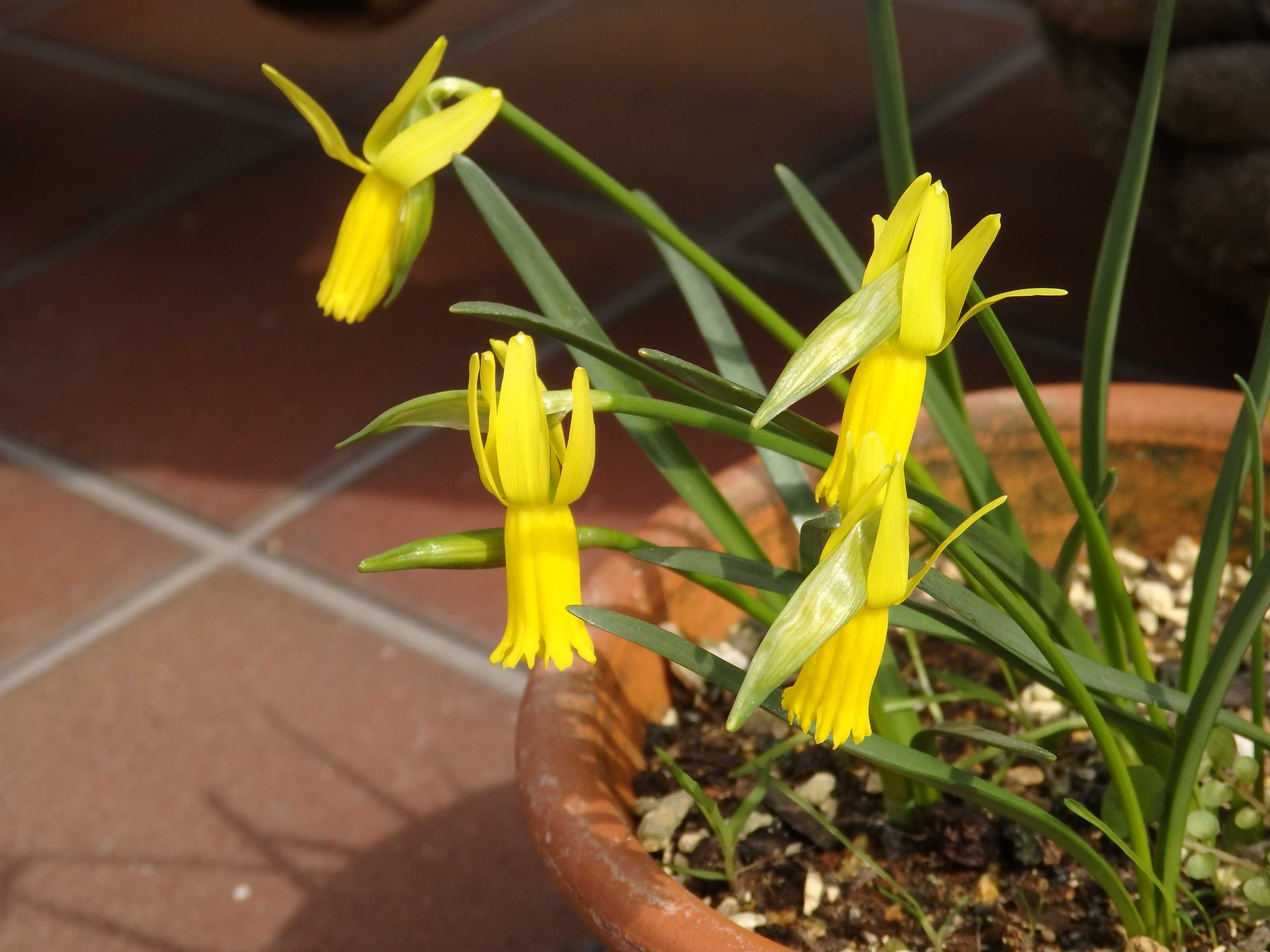 原種スイセン・キクラミネウス | Kimi.teaの花日記 - 楽天ブログ