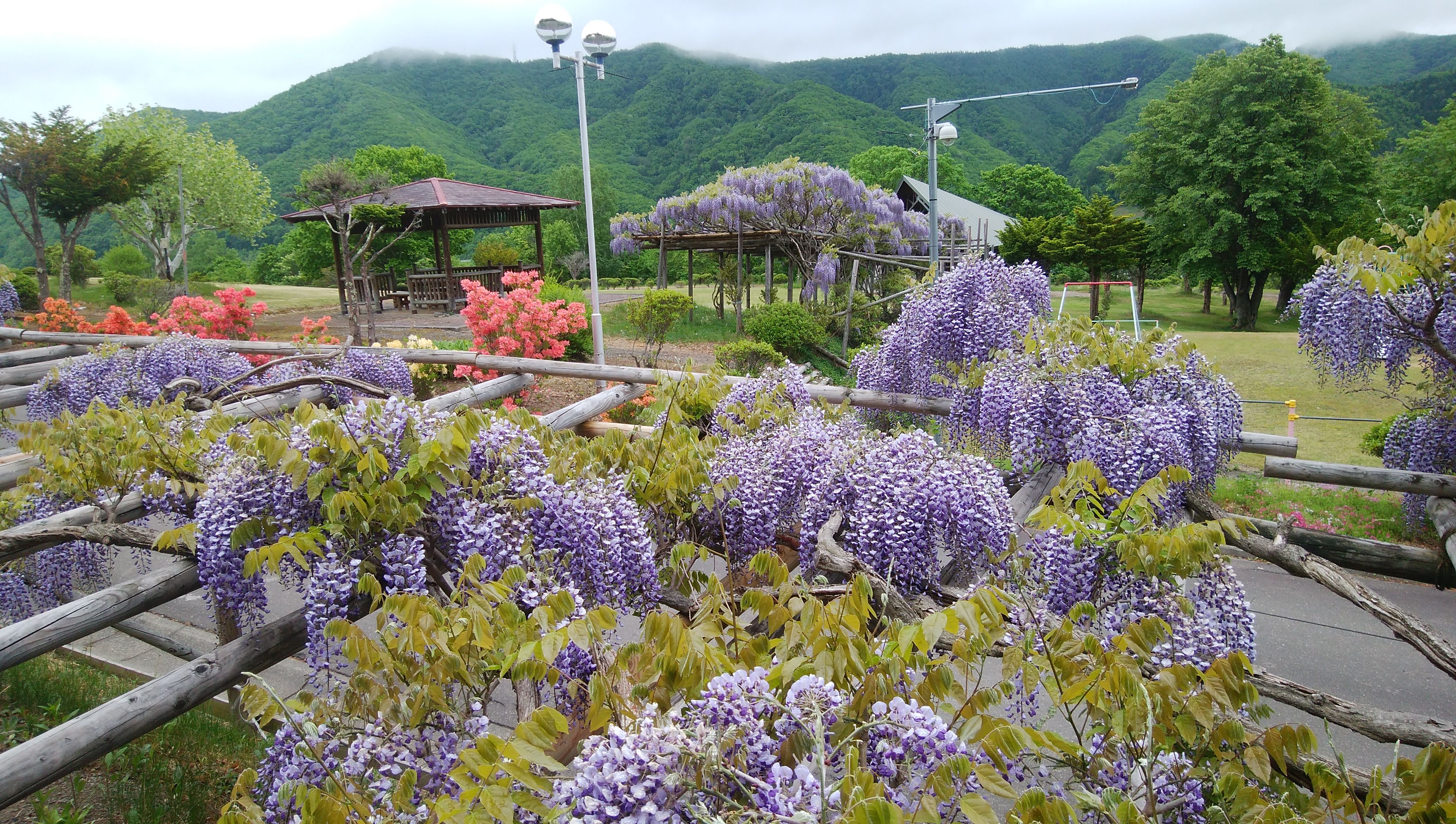 速報 丸瀬布の藤 開花中 アイヌモシリの春夏秋冬 Beautiful Seasons Of Hokkaido 楽天ブログ