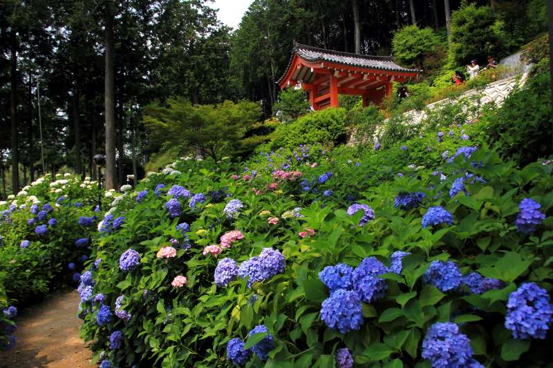 庭園・アジサイ_004.jpg