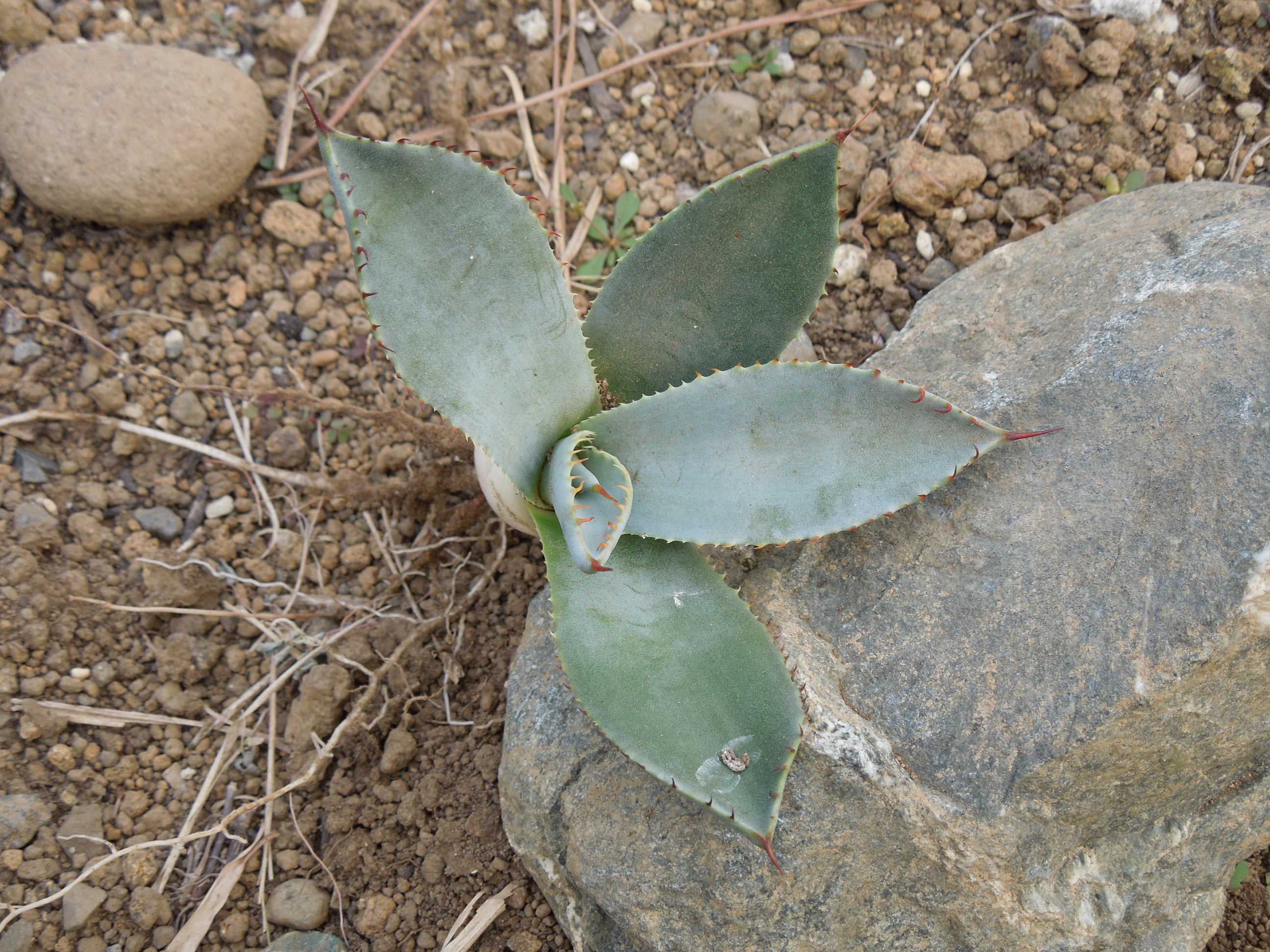 アガベ・ポタトラム・ベビーティース(Agave potatorum 'Baby