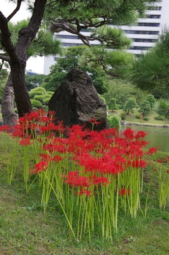 旧芝離宮恩賜庭園の彼岸花