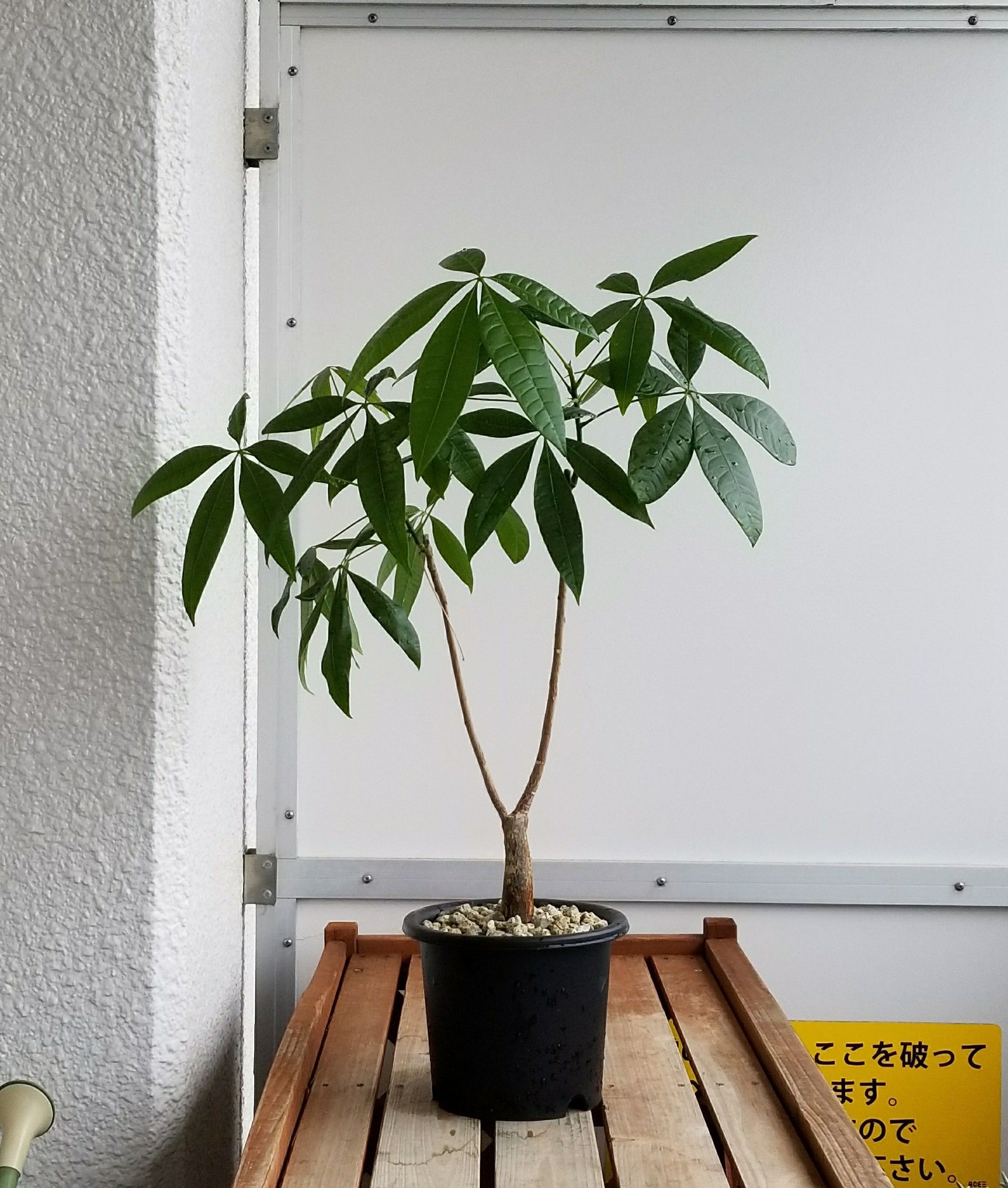 3ページ目の 観葉植物 デルオの多肉日記 楽天ブログ