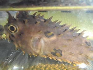 Diodontidaeの種（ブラウンバーフィッシュ、Chilomycterus spinosus spinosusの疑い）8