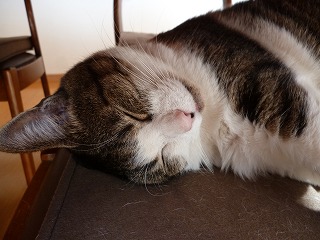 P1130325ss.jpg