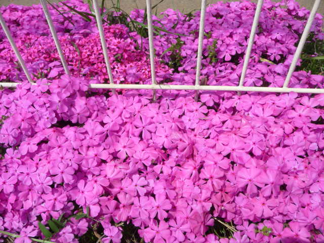 202 芝桜