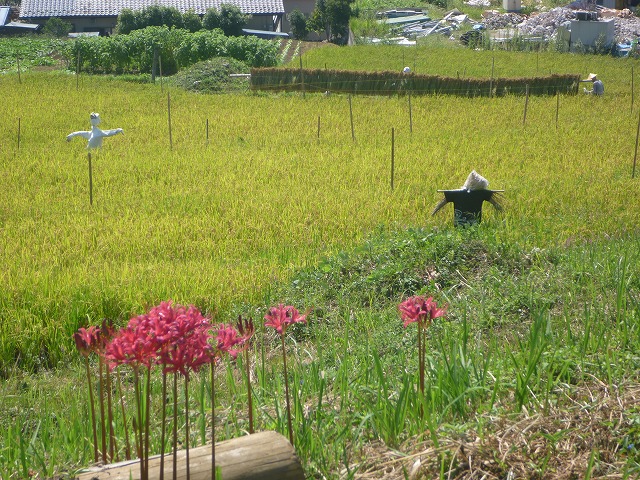 寺坂棚田の曼珠沙華。１