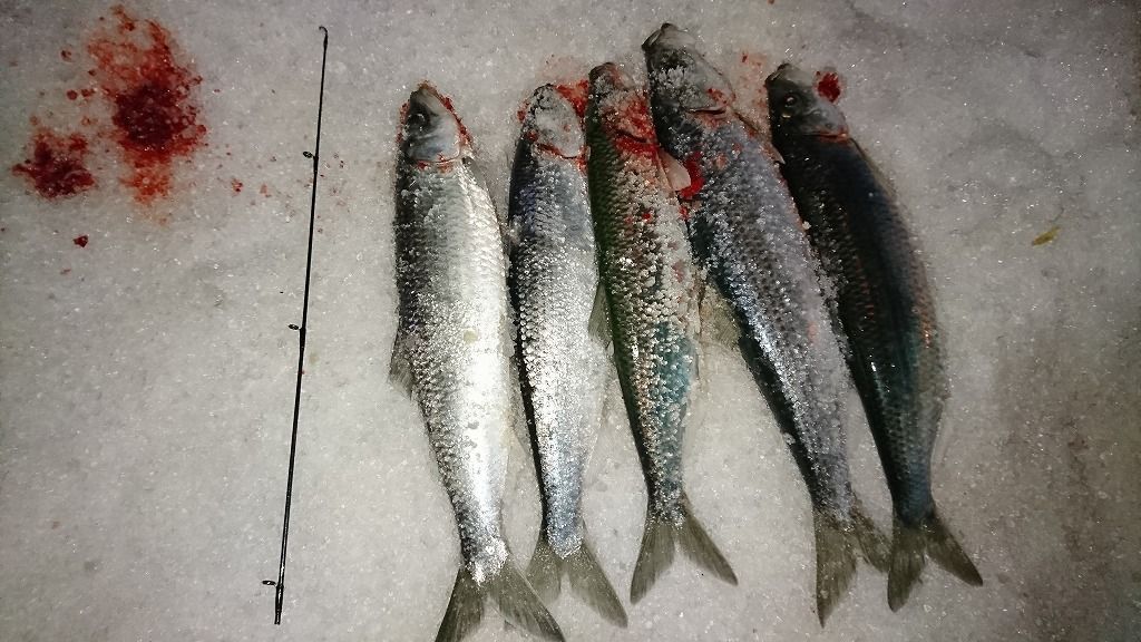 21 石狩湾にニシンが来た 北国の遊び方 北海道の釣りブログ 楽天ブログ
