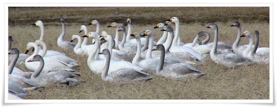 才田・ハクチョウ-10 14.12.23