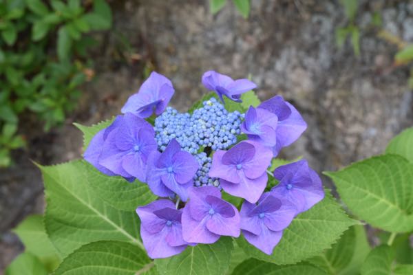 rblog-20170621午後33528-00.jpg