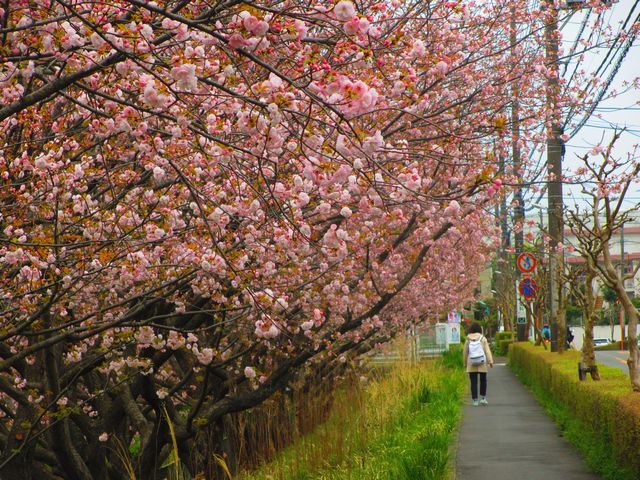 大庭図書館通りの八重桜.jpg