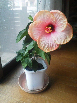 ハイビスカス