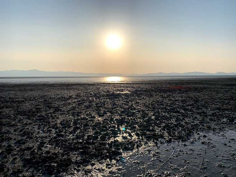佐賀県佐賀市 『ラムサール条約湿地 東よか干潟、シチメンソウ群生地
