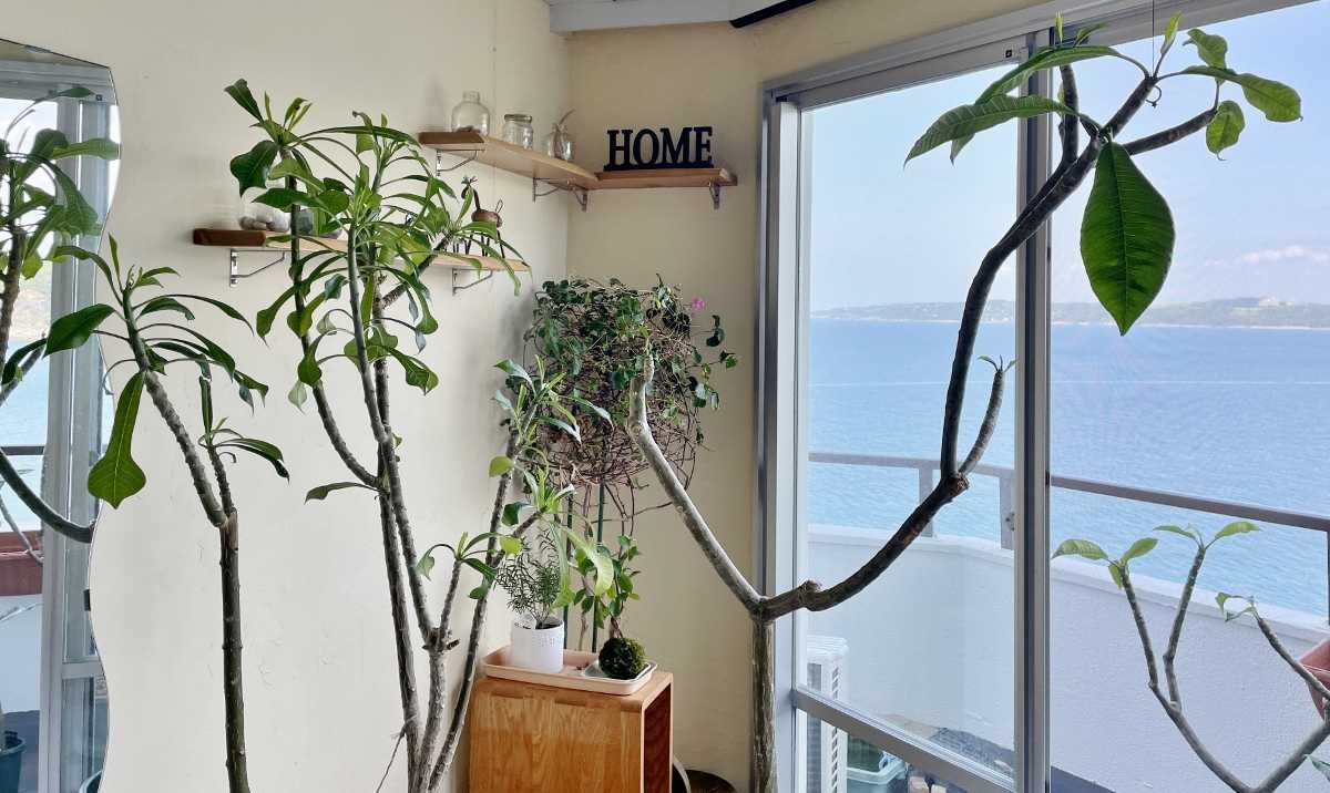 プルメリア 花 葉 ベランダ 鉢 レモンサンセット スターホワイト プディカ