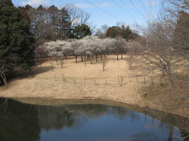 理窓会記念公園_0955.jpg