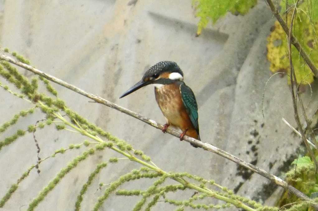 515