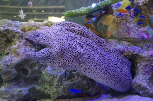 沖縄美ら海水族館