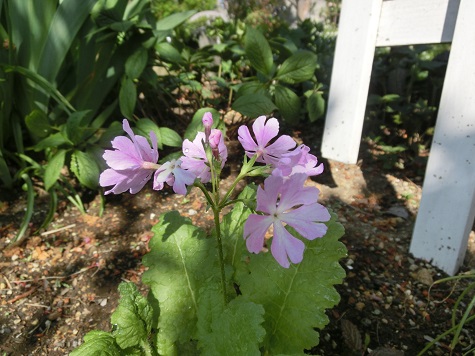 日本桜草