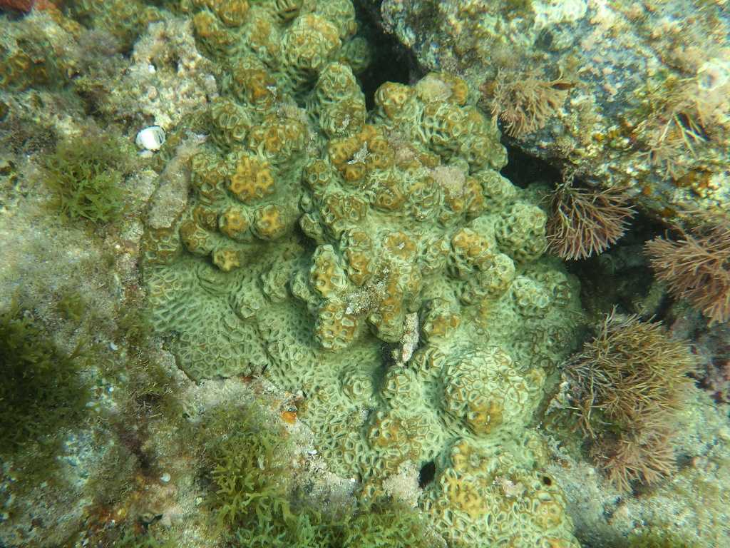 串本磯採集2021年7月下旬9　サンゴ