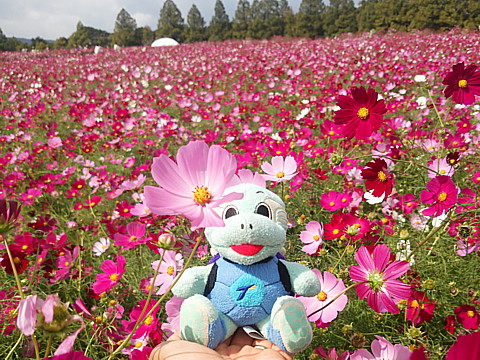 IMG_20151012_110211.jpg