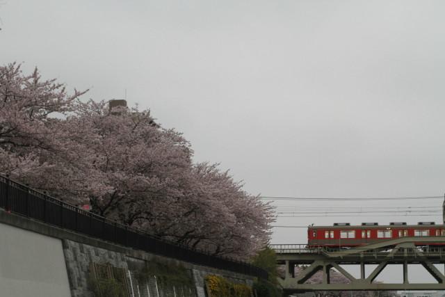 春の うららの？隅田川. 桜と 東武 リバイバル色8000系2