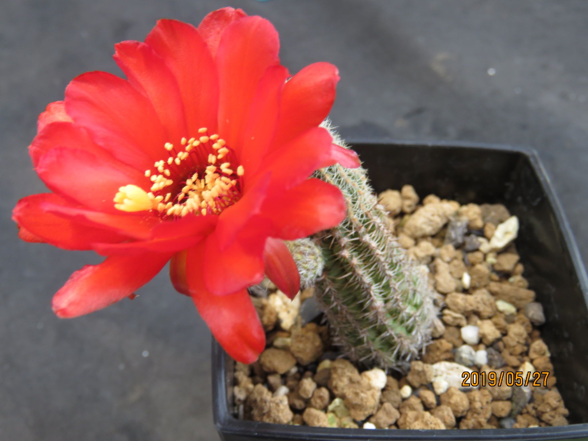 サボテンの花がたくさん咲いた | びびるタニサボ達 - 楽天ブログ