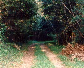 駿遠線山越え区間