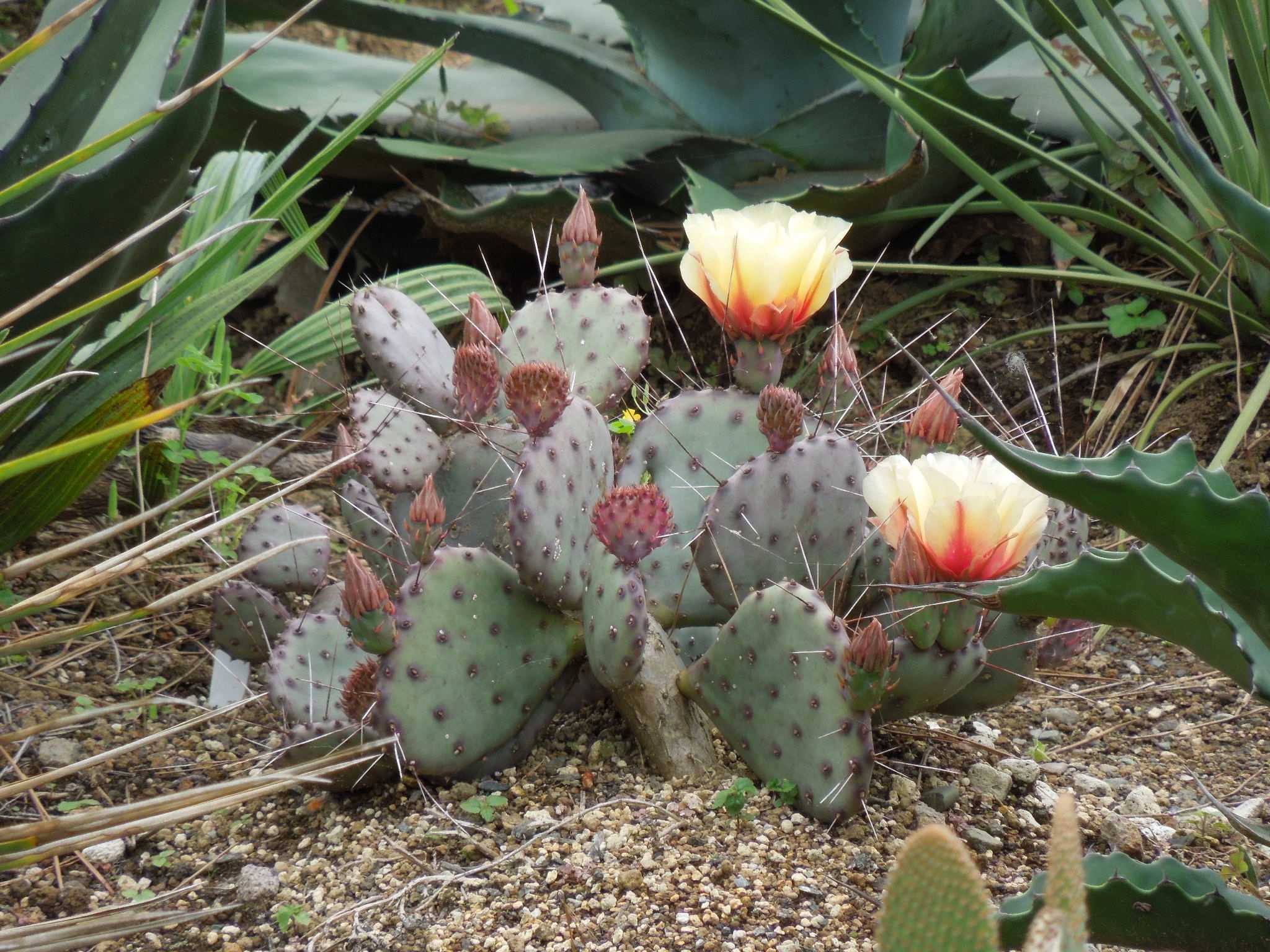 トップブランドのファッション オプンチア・マクロケントラ(Opuntia macrocentra)～開花が サボテン