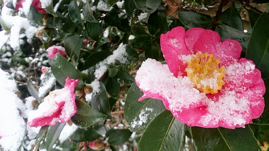 2015_0101_093713-IMG_20150101_093714 (540x304).jpg