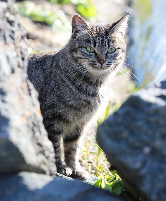 我が家のニャンコ♪2015/1/24-3