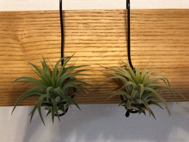 チランジア冬の野外管理チャレンジ 5週目 Tillandsia ティランジア チランジア エアプランツ エアープランツ 育成記録 楽天ブログ