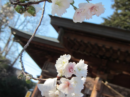 四季桜１.jpg