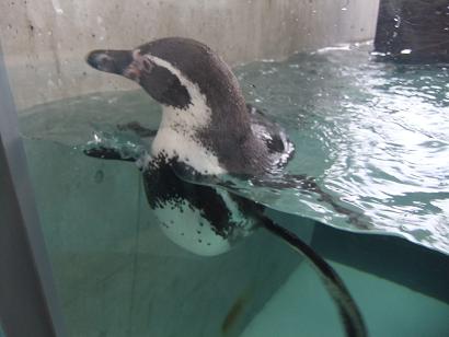 ペンギン.JPG