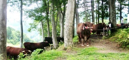 038 のコピー.jpg